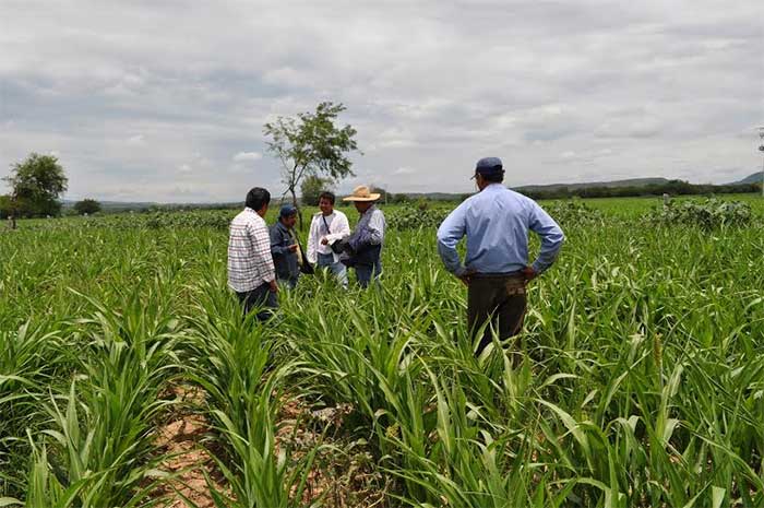 Temen pérdida de 500 hectáreas de sorgo por sequía en la Mixteca