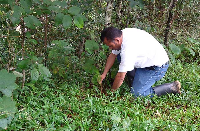 Reforestan área de donde extrajeron palo de voladores de Cuetzalan