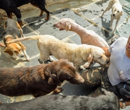 Hombre con cáncer se suicida con sus 13 perros en Yucatán