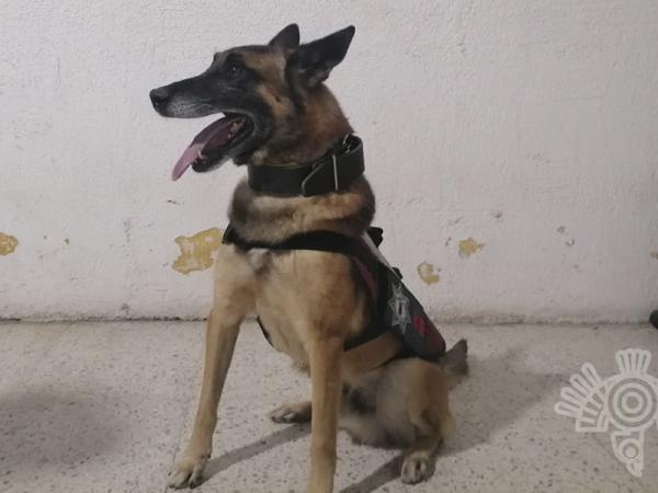 Perros policía encuentran droga en penales de Tepexi y San Pedro Cholula