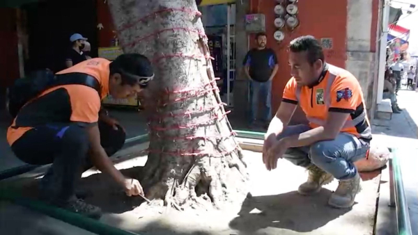 Detecta Ayuntamiento de Puebla árbol con riesgo de caída en la calle 5 de mayo