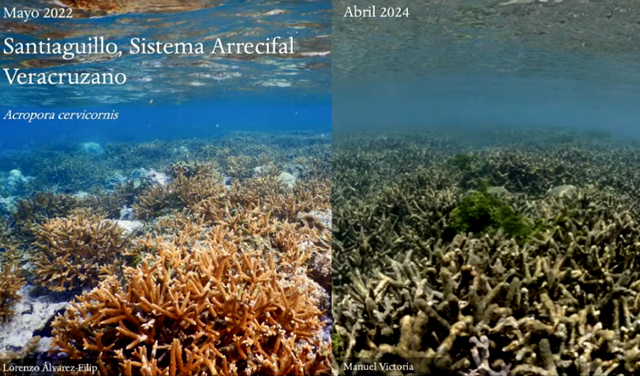 En riesgo, arrecifes en México debido a las altas temperaturas, advierte científico