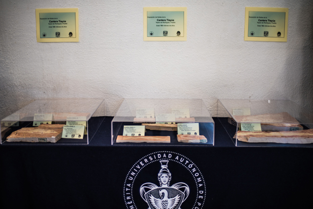Inaugura BUAP su colección de fósiles de la región de Tlayúa