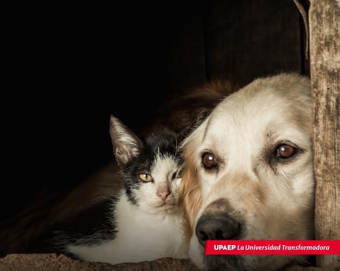 La pandemia impacta a las mascotas de compañía: Upaep