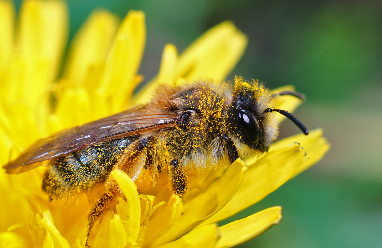Buscan proteger de agrotóxicos a las abejas de Puebla, Veracruz y Edomex