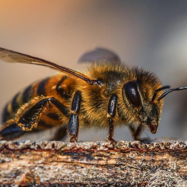 Abejas atacan a un abuelito en Teopantlán