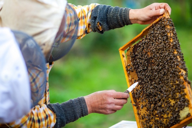 La producción de miel por colmena bajó de 70 a 25 kilos