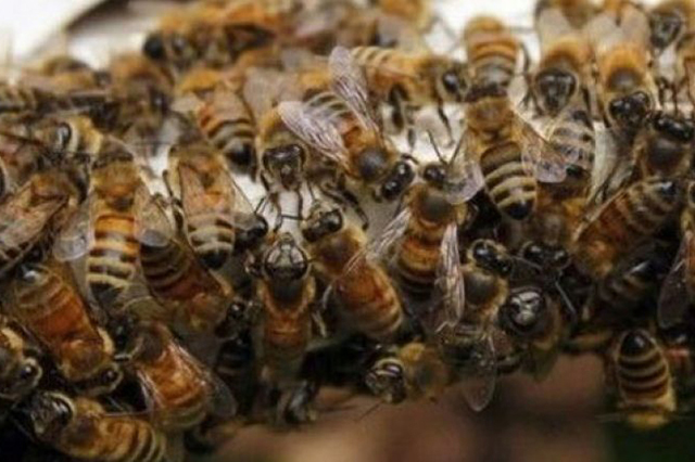 Abejas atacan a dos personas en sembradíos en Ciudad Serdán