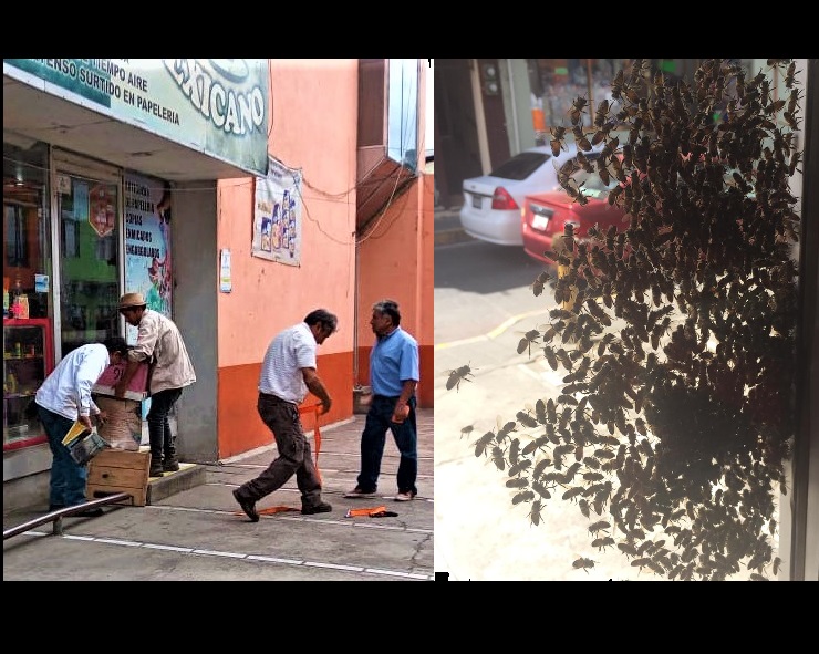 Enjambre de abejas desatan caos y nervios en centro de Huauchinango