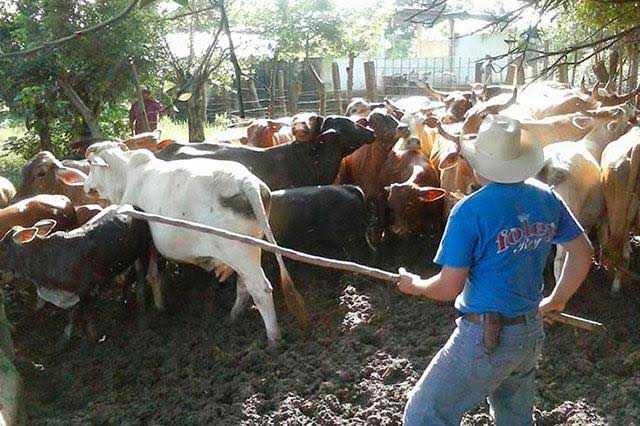 Atan a vaquero y le roban 37 cabezas de ganado, en V. Carranza