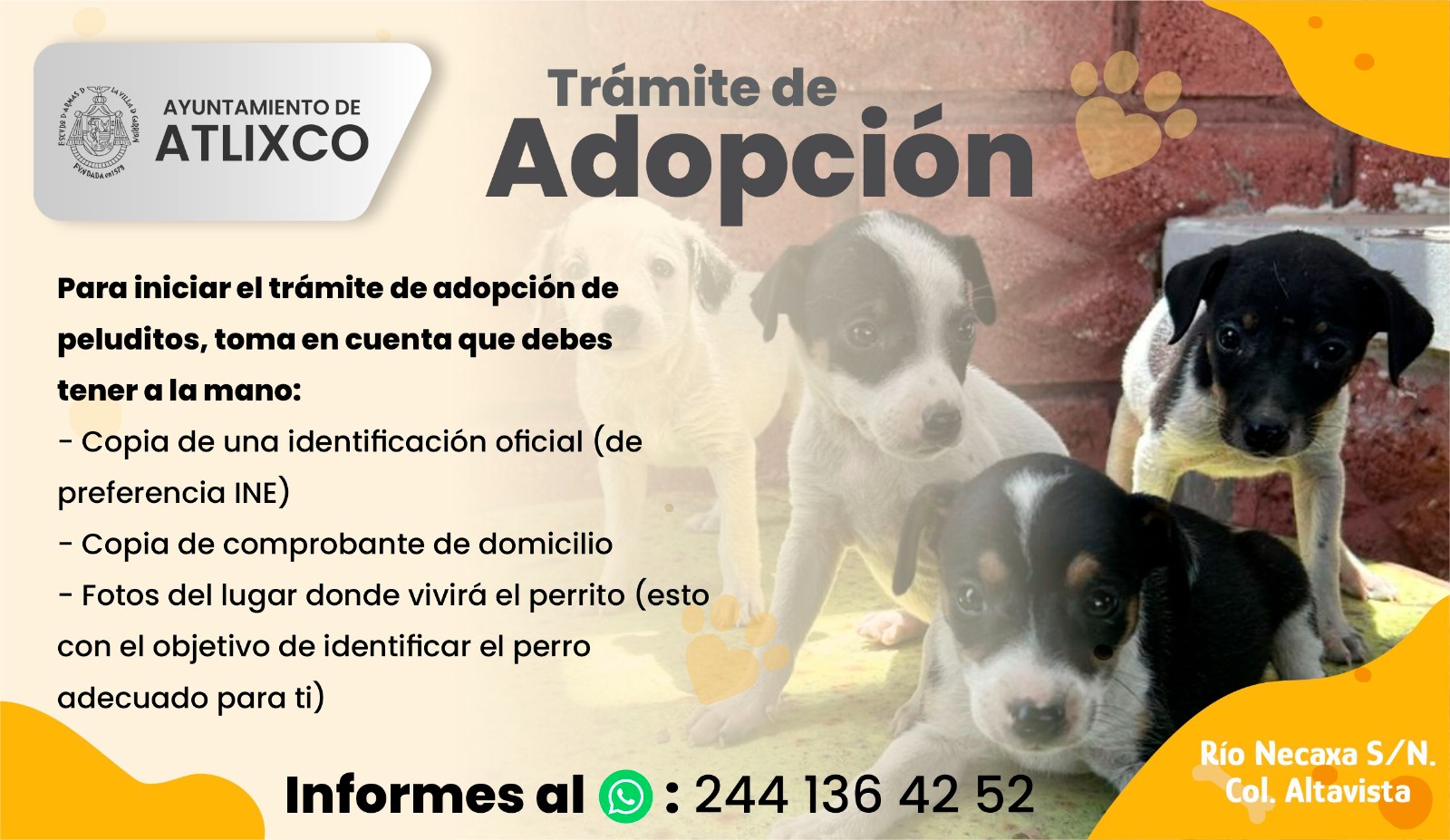 Conoce cómo adoptar perritos en Atlixco