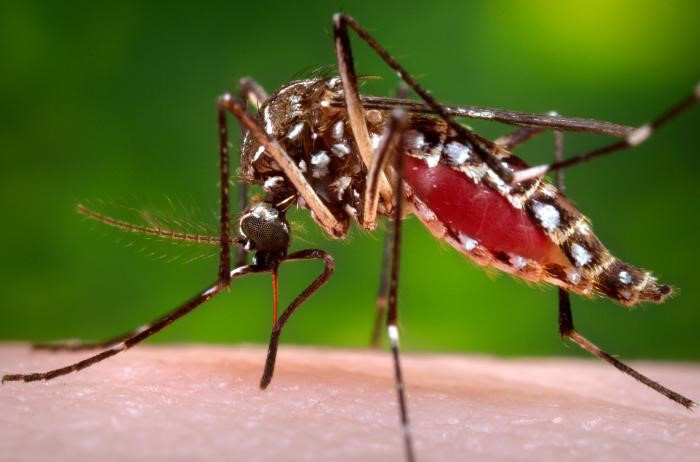 OMS advierte incremento de casos de dengue y zika por cambio climático