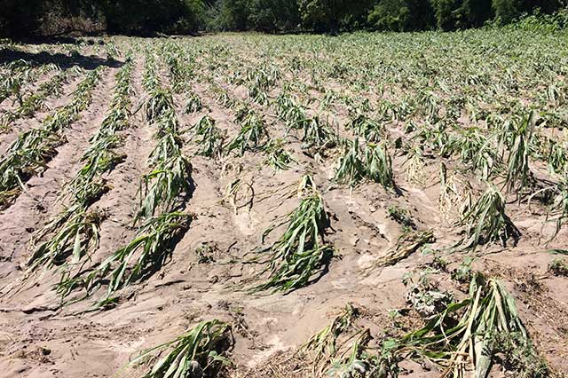 Afecta Franklin cultivos de cuatro municipios dañados también en 2016 por Earl
