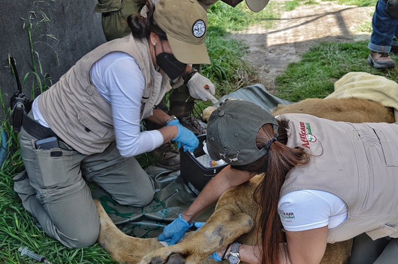 Confirma Africam rescate de 10 leones y 2 jaguares de ‘santuario’