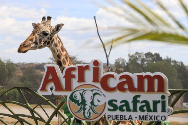 Cómo llegar a Africam Safari desde la CAPU: Opciones y costos