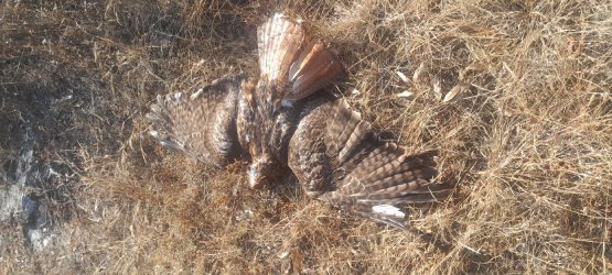 En cerro de Tecamachalco localizan sin vida a un águila real