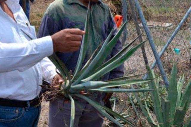 Proyecta Atlixco siembra de agave para aumentar productos agrícolas