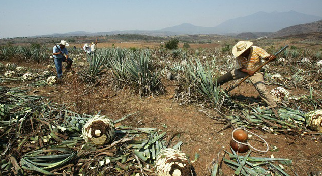 Bebidas mexicanas por conocer
