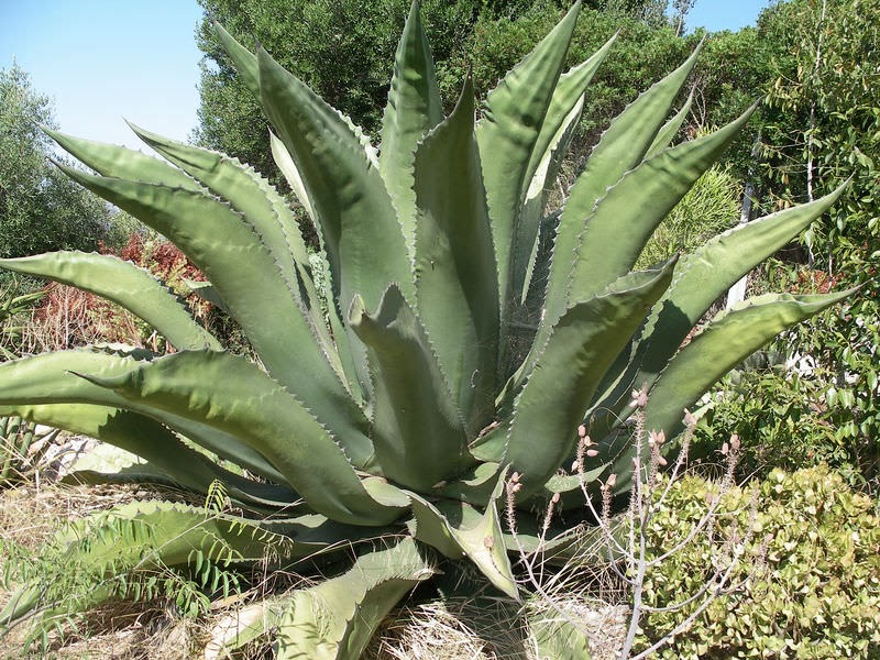 Aumenta saqueo de agaves en la Reserva de la Biósfera Tehuacán-Cuicatlán