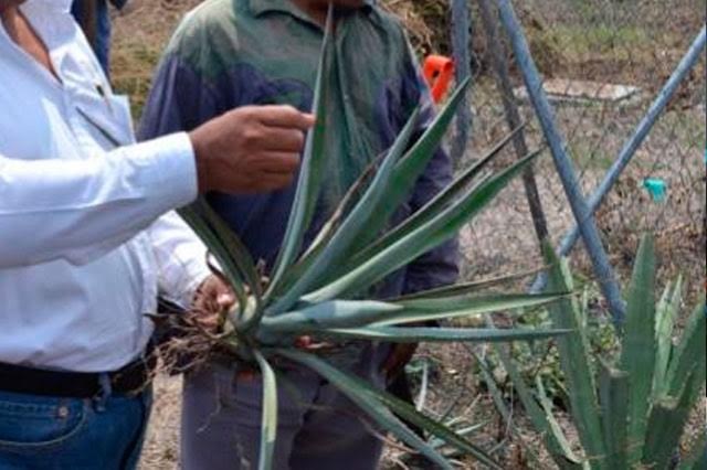 Productores plantarán 36 mil agaves en tierras de Atlixco