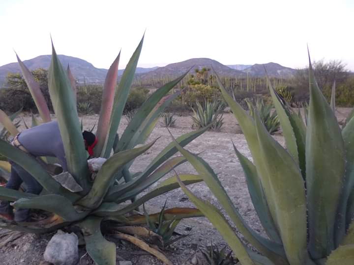 Reforestan con agaves en la Biosfera Tehuacán-Cuicatlán