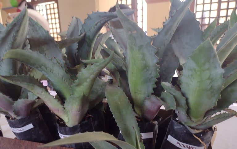 Universidad Tecnológica de Tehuacán crea banco de tejidos de tres especies de la región