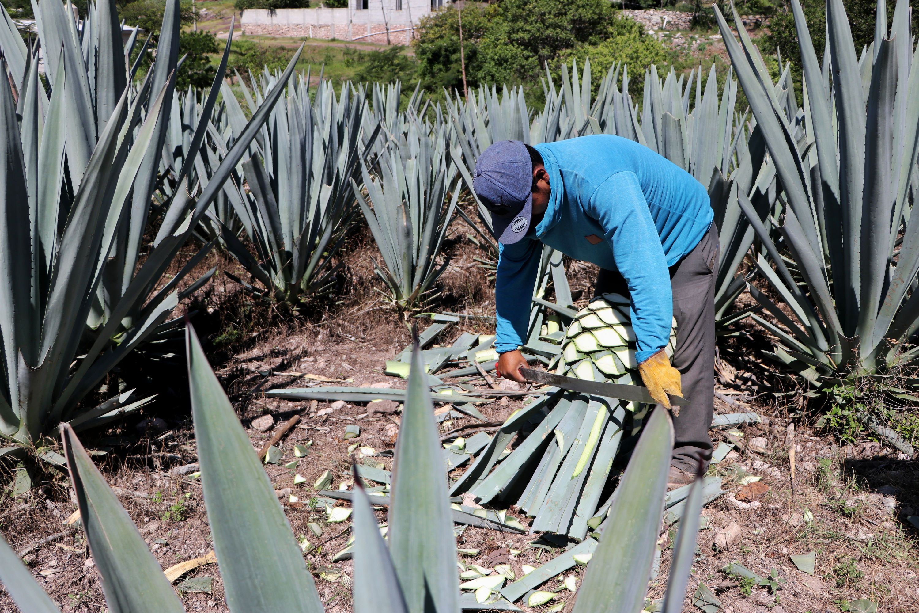 Certificarán a productores de mezcal poblanos para ingresar a mercados internacionales 