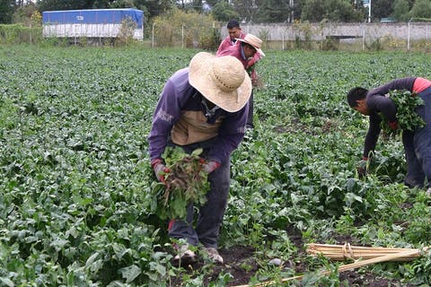 Apoya ST a mil 770 trabajadores agrícolas para laborar en Canadá