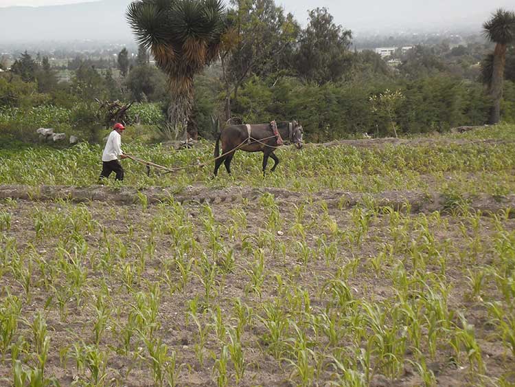 Campesinos de Toluquilla utilizan aguas residuales para riego