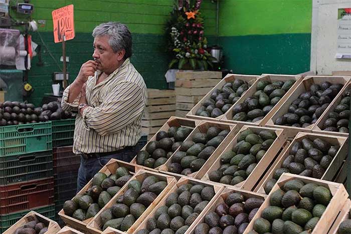 Plaga amenaza producción de aguacates en Huaquechula