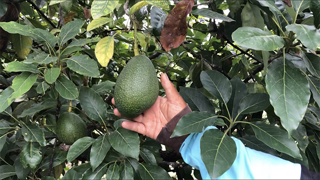 Camiones con aguacate serán escoltados en Michoacán ante inseguridad