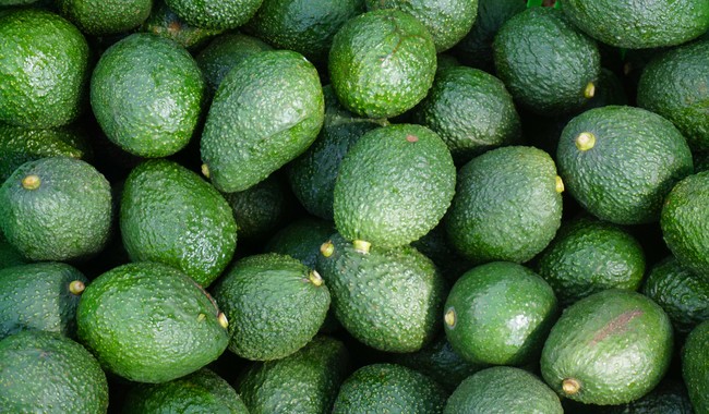 Pactan México y EU que Agricultura supervise huertos del programa de exportación de aguacate