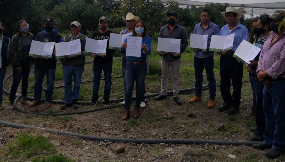 Certifican en Atlixco más de 10 hectáreas de aguacate