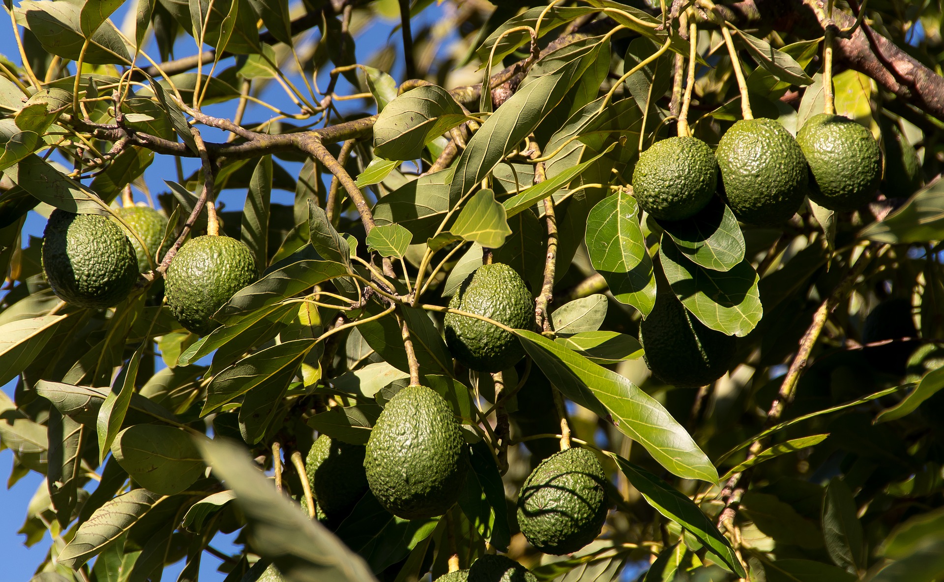 Helada afectó 700 ha de café y aguacate en la Sierra Norte