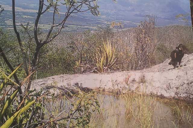 Avistan 4 águilas reales en la Reserva de la Biosfera Tehuacán-Cuicatlán