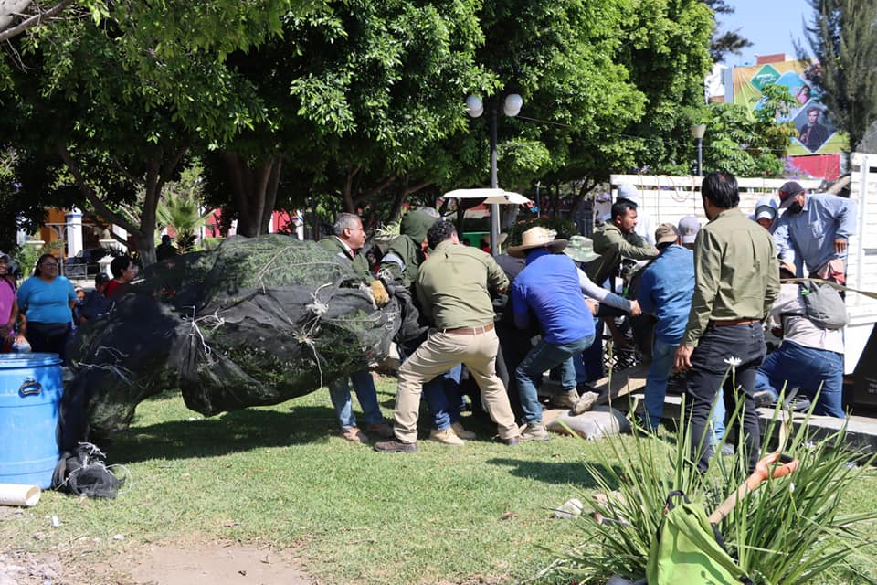 Trasplantan dos ahuehuetes en el Parque Juárez de Tehuacán