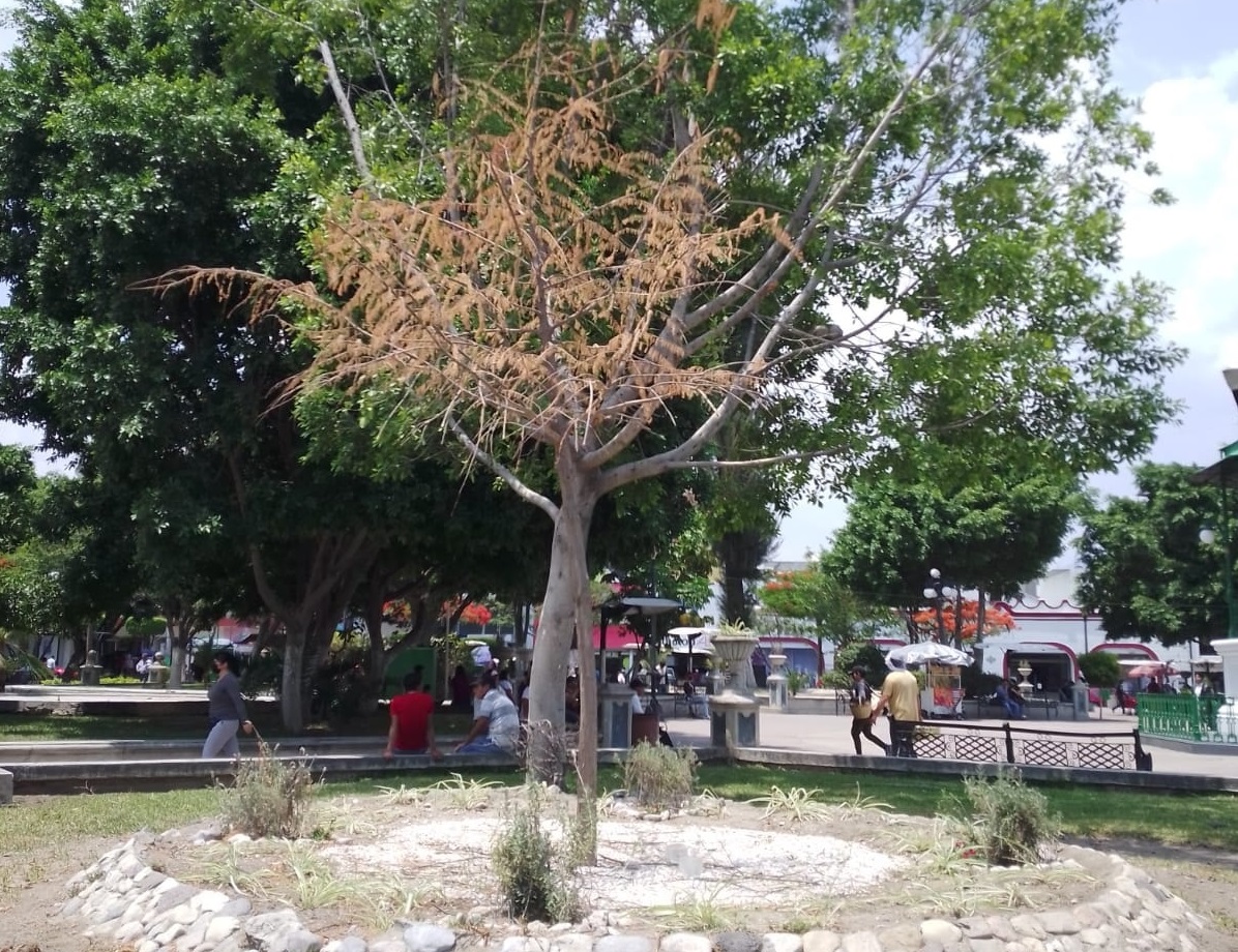 Vandalismo y robo de cables seca ahuehuete en Parque de Tehuacán 