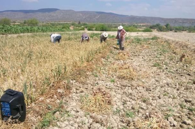Producirá Chilac 40 toneladas de ajo en 2018