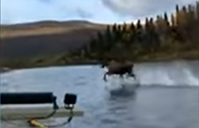 VIDEO Captan a alce corriendo sobre el agua