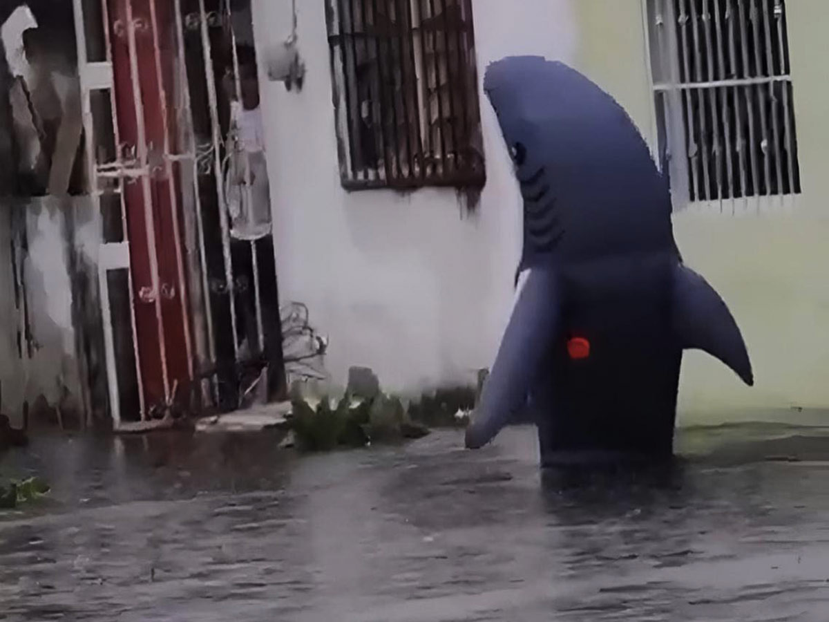 VIDEO Avistamiento de tiburón, tras inundaciones en Veracruz