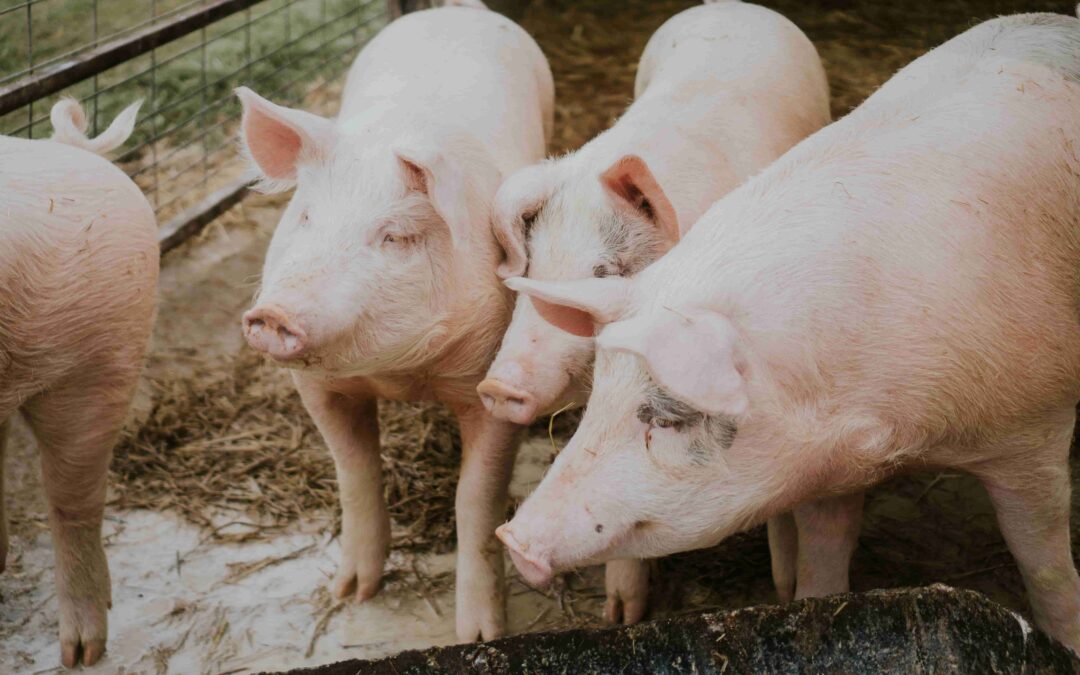 Puebla, tercer productor nacional en carne de cerdo 