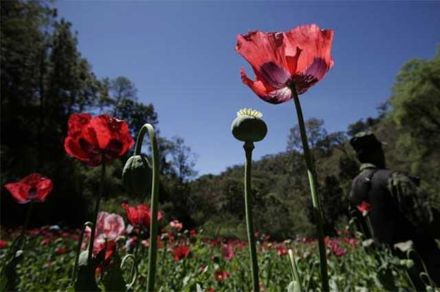 Cae cultivo de amapola en México pero se mantiene producción de droga sintética