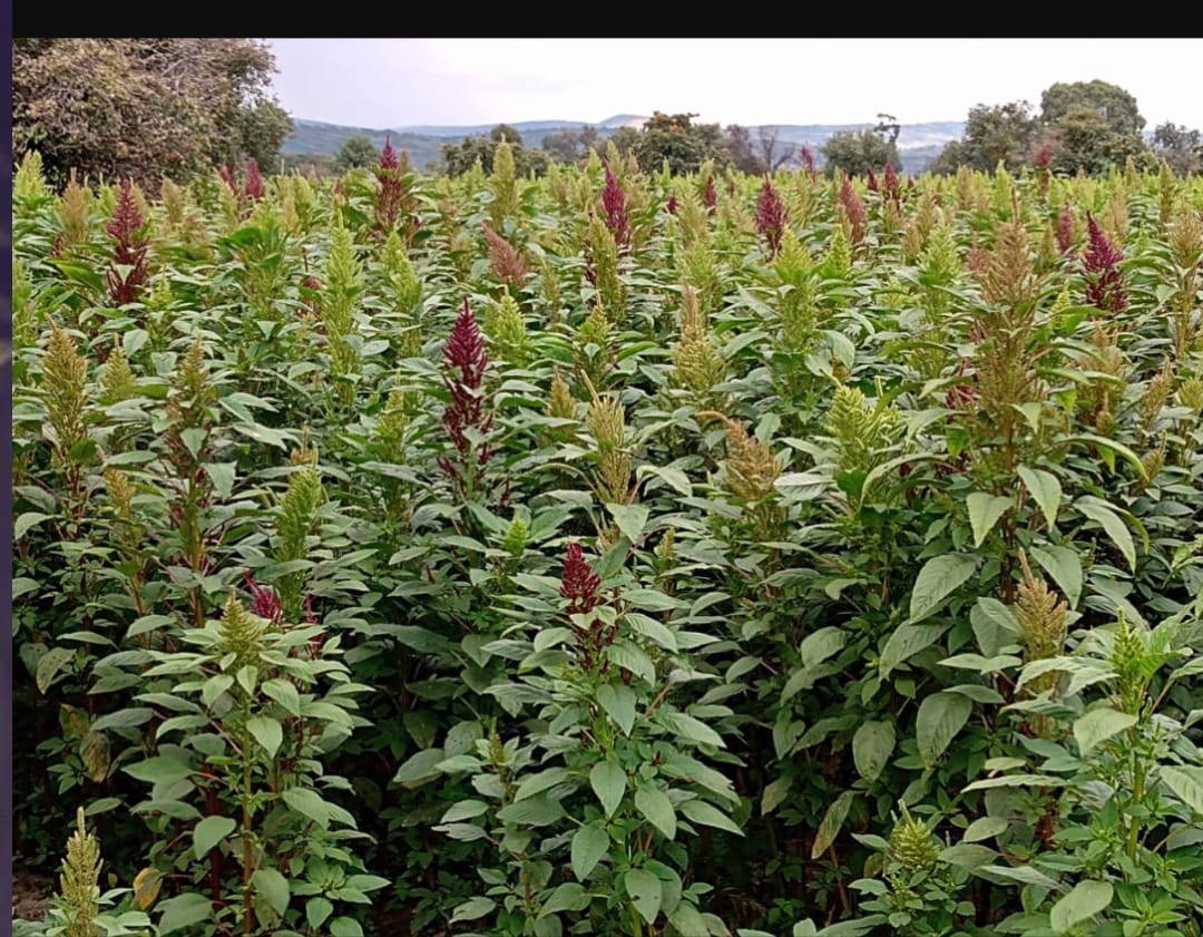 Productores de amaranto en El Verde buscan apoyo para comercializar su cosecha