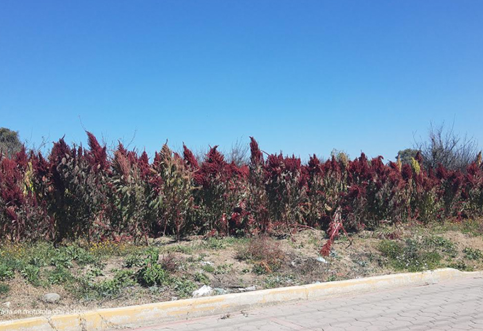 Pandemia por Covid le pega a la producción de amaranto en El Verde
