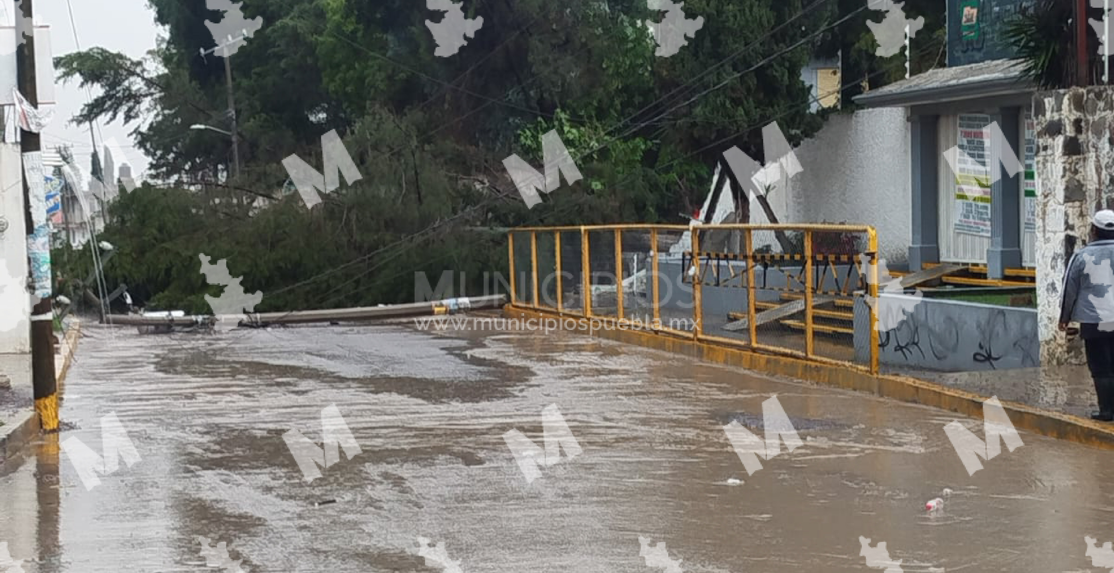 Caen árboles en barda y poste de luz en secundaria tras lluvia en Amozoc