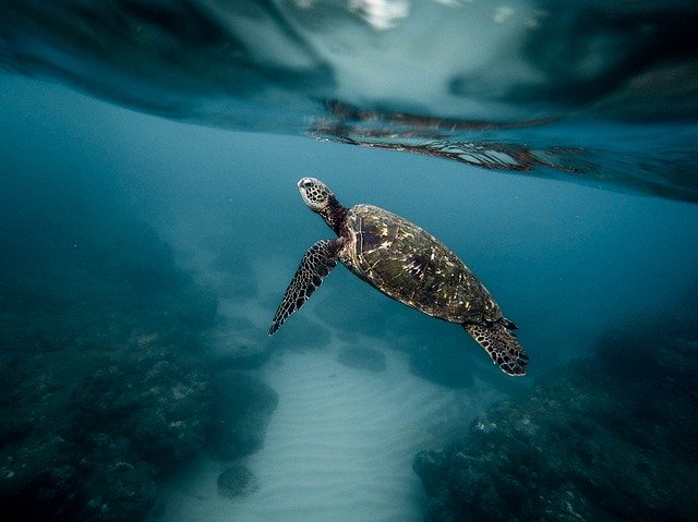 VIDEO Más de 60 mil tortugas son captadas nadando en el mar