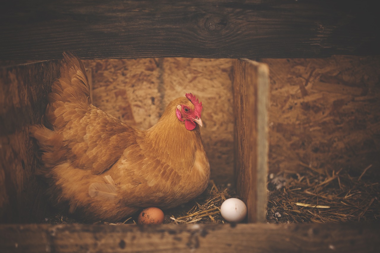 ¿Y tú ya sabes qué fue primero, el huevo o la gallina? Y hay respuesta