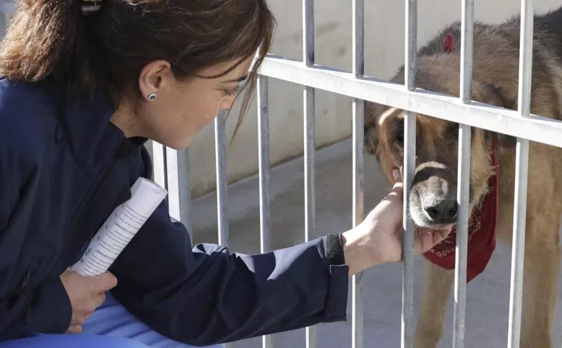 ONGs solicitan integrar la protección animal a la Constitución