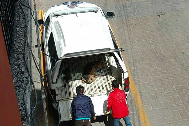 Capturan perros callejeros en Huauchinango para darlos en adopción