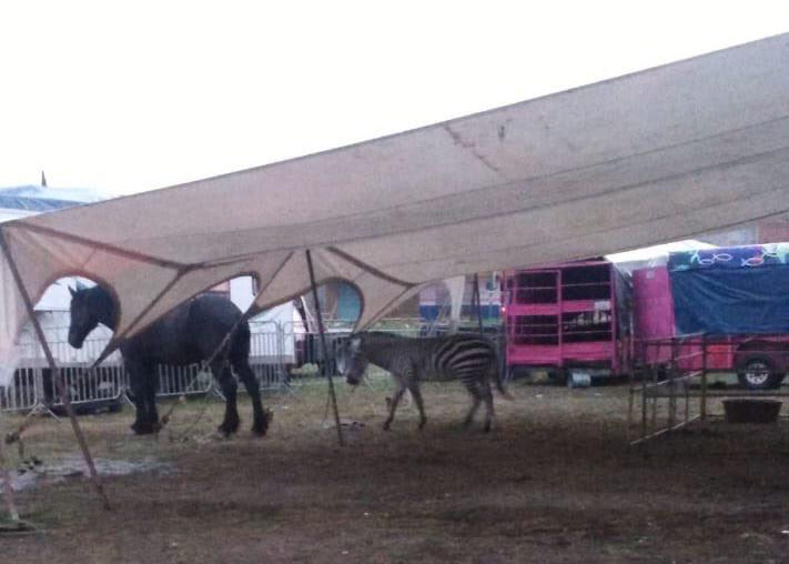 Cancelan permiso a circo en Tepeaca por tener animales